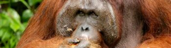 orangutan